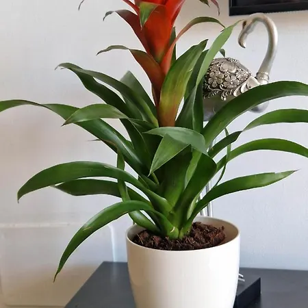 Appartement Acapulco With Pool Fuengirola